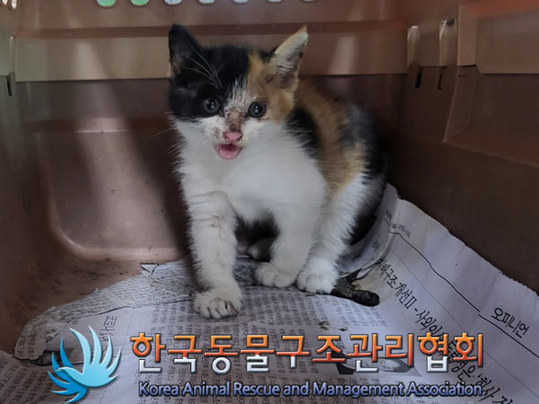 한국동물구조관리협회_411310202300334